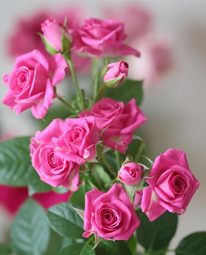 Pink Rose
