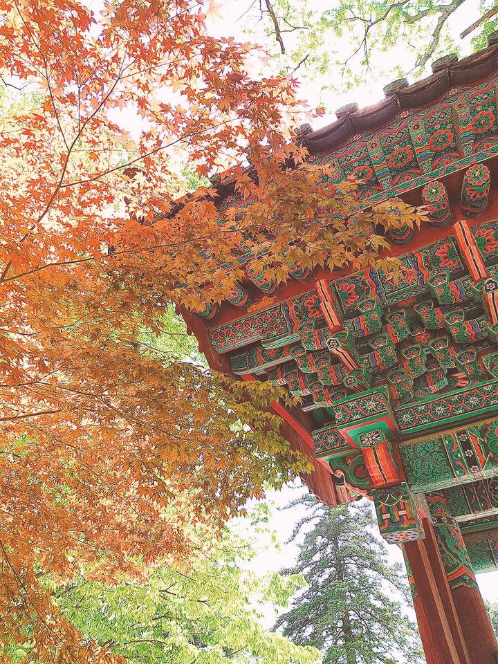 단풍