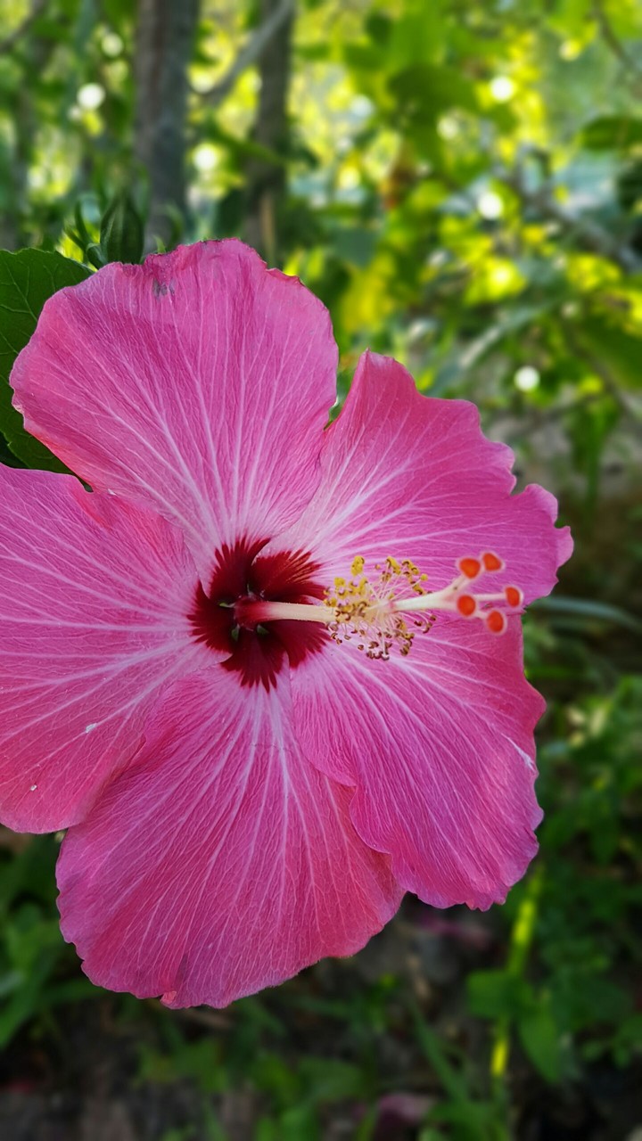 Flor