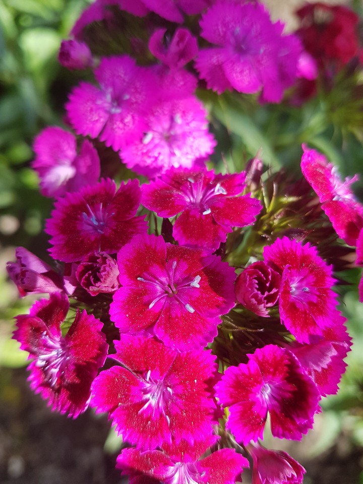 summer flowers