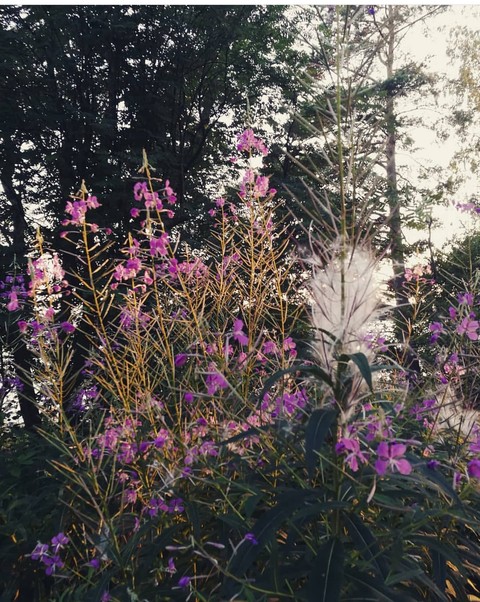 Beautiful flowers