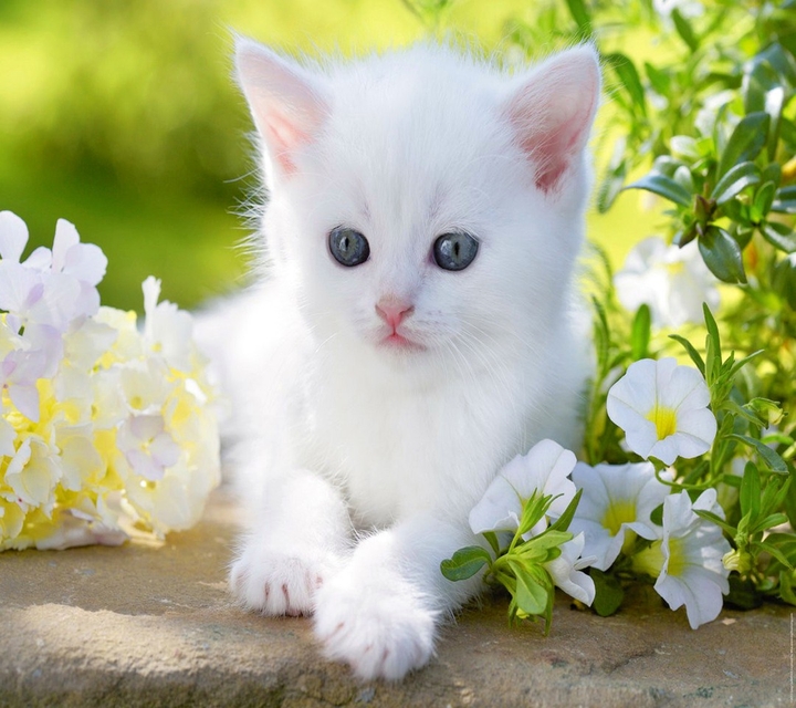 cat