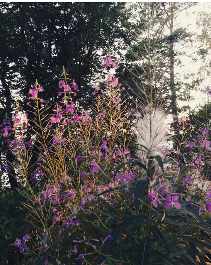 Beautiful flowers