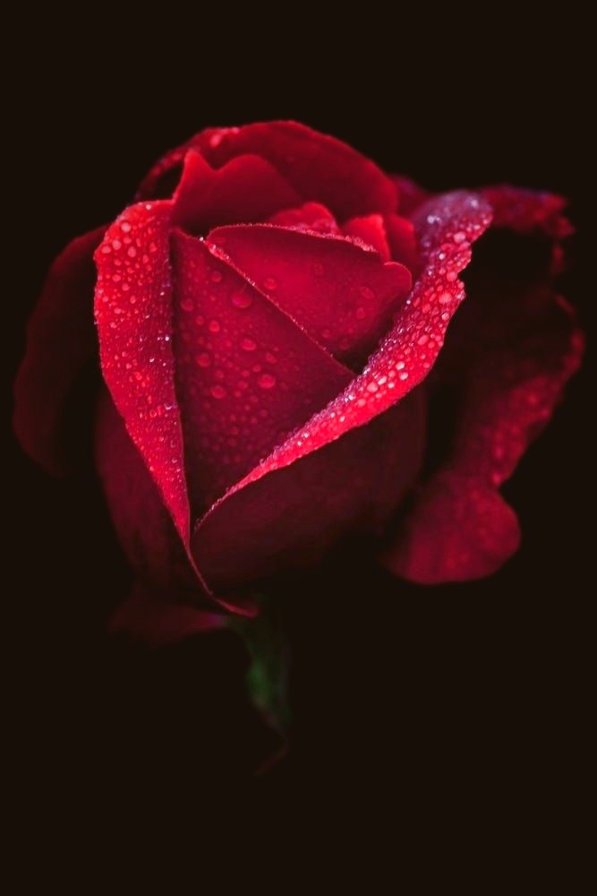 Red Rose