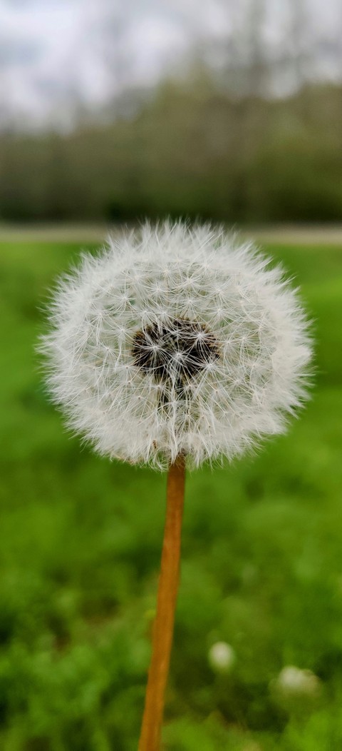 botany, Dandelion壁纸