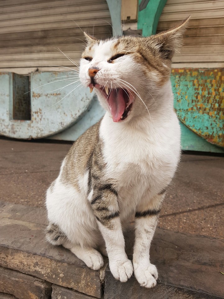 un chat de casablanca