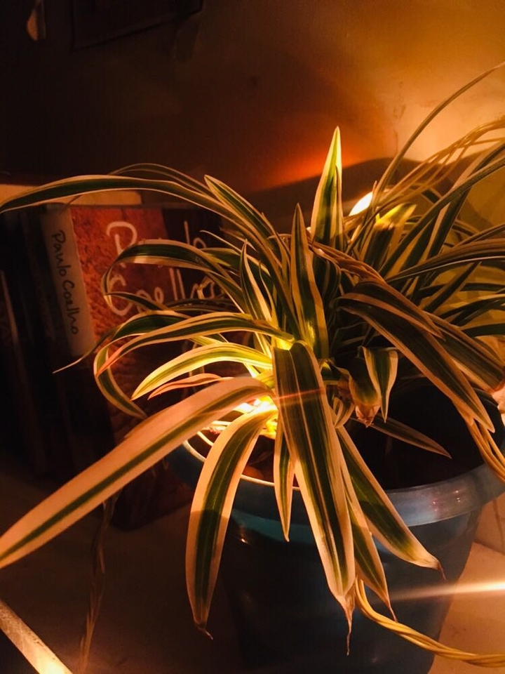 lights