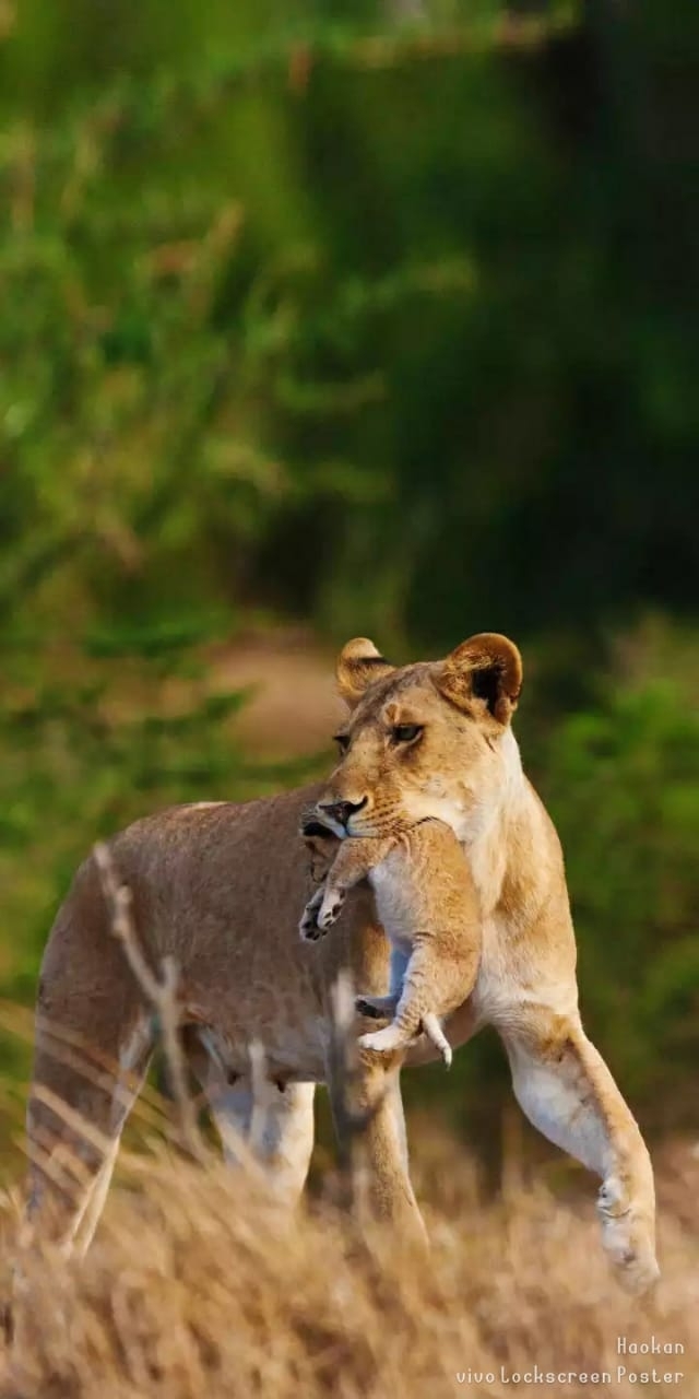 Lion