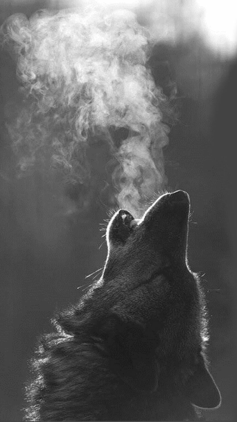 Animal