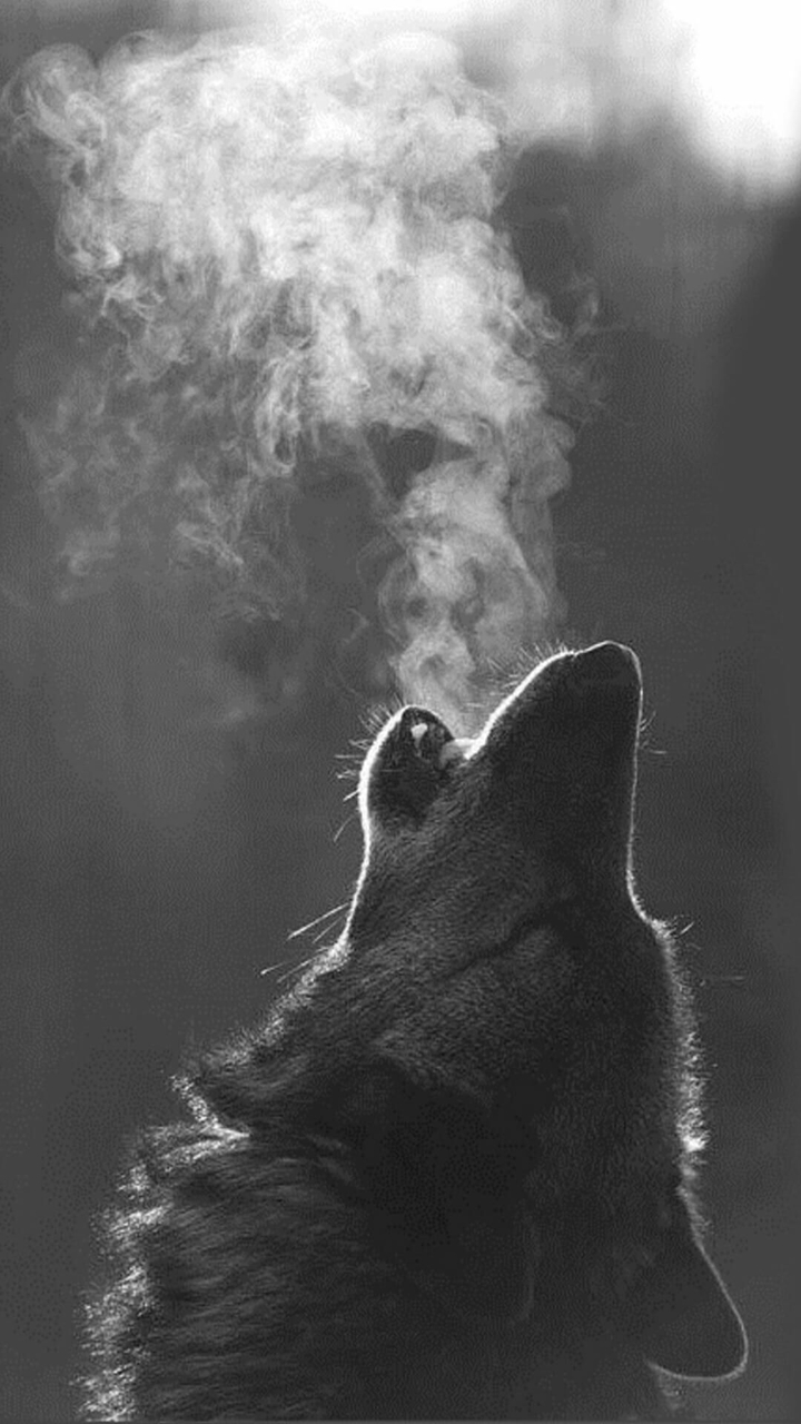 Animal
