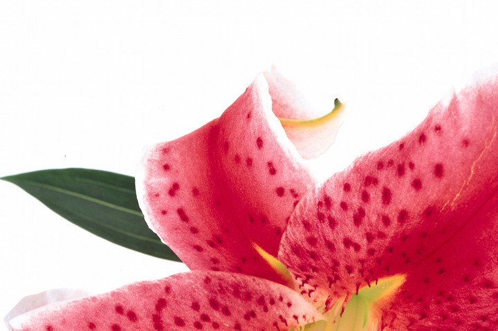 Beautiful Flowers