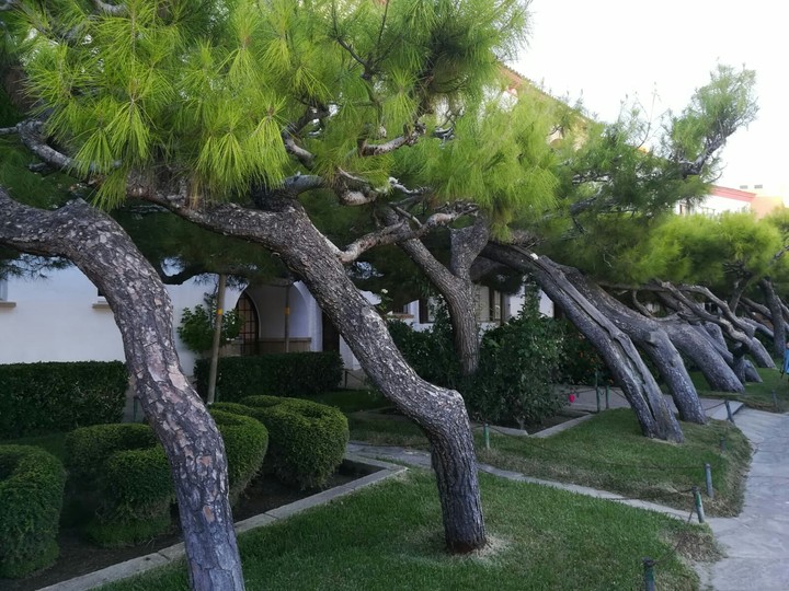 Arboles