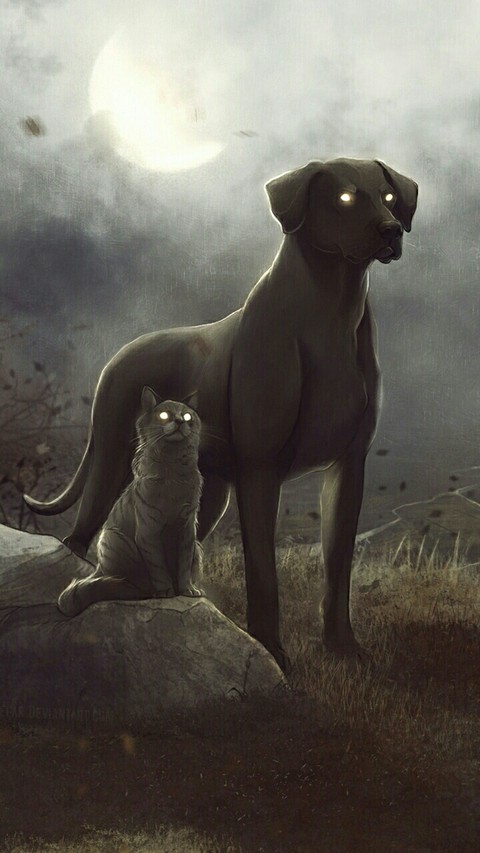 cat and dog