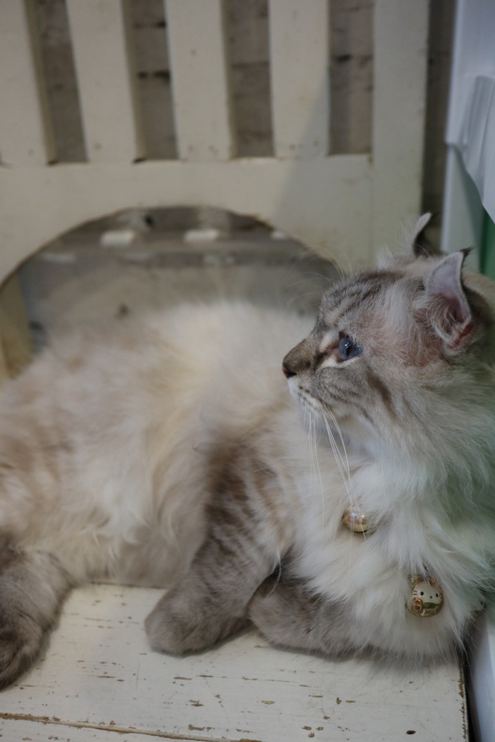 cat