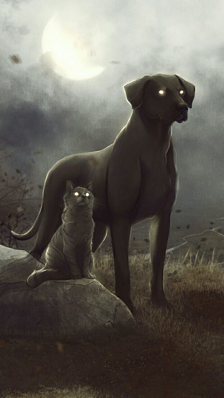 cat and dog