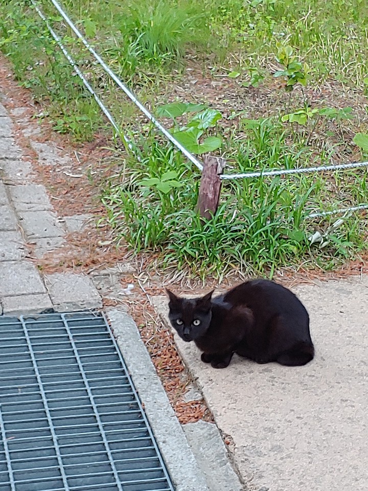 길냥이2