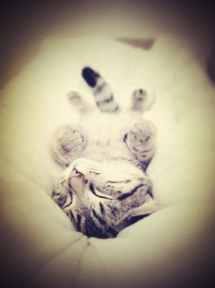 Kleines Kitten liegt