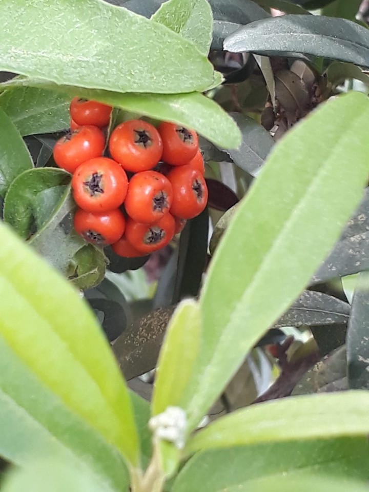 hot tomato