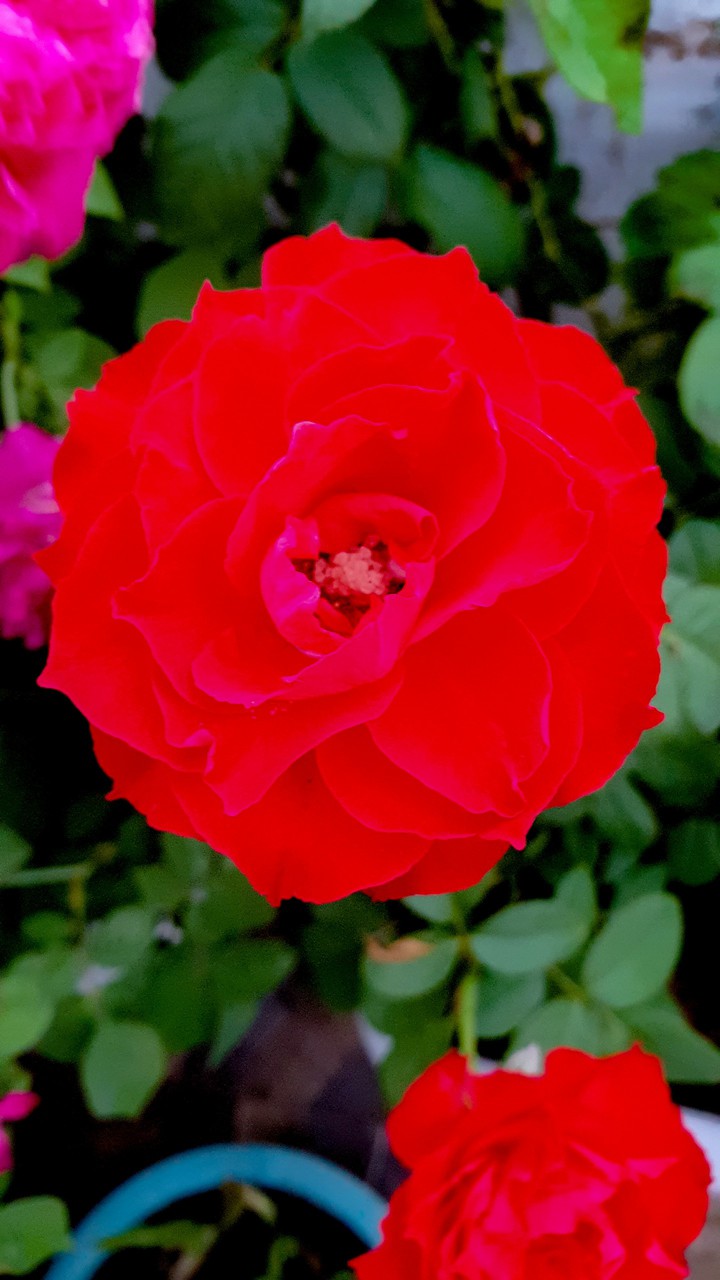 rose