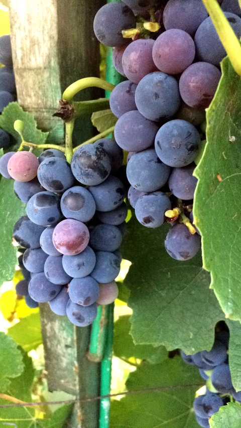 sfondi vitis, fruit