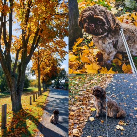 dog walking