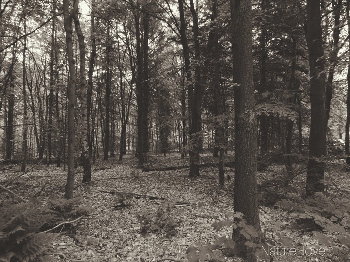 Dark Forest