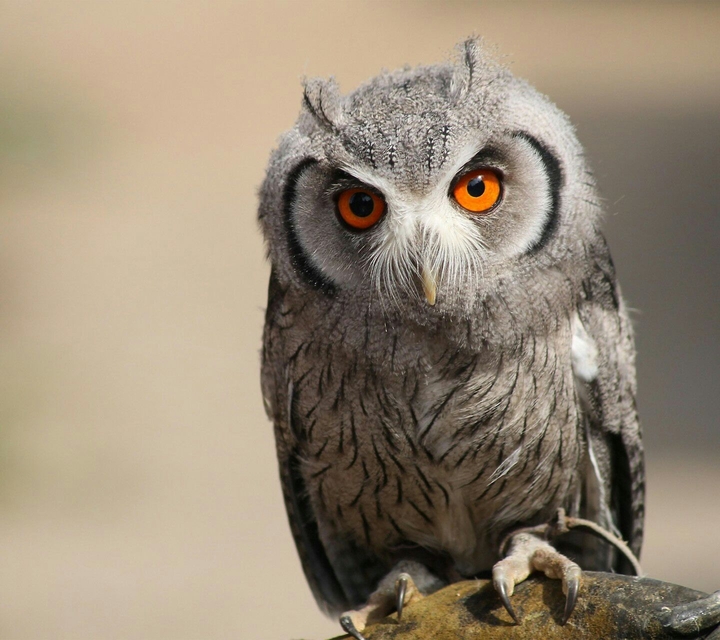 Red eye
