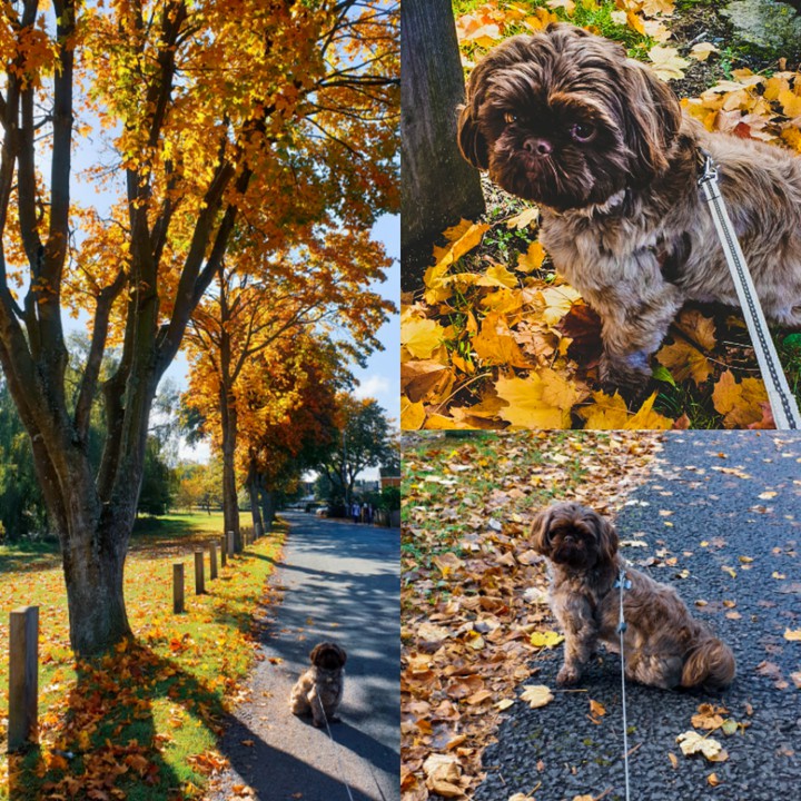 dog walking