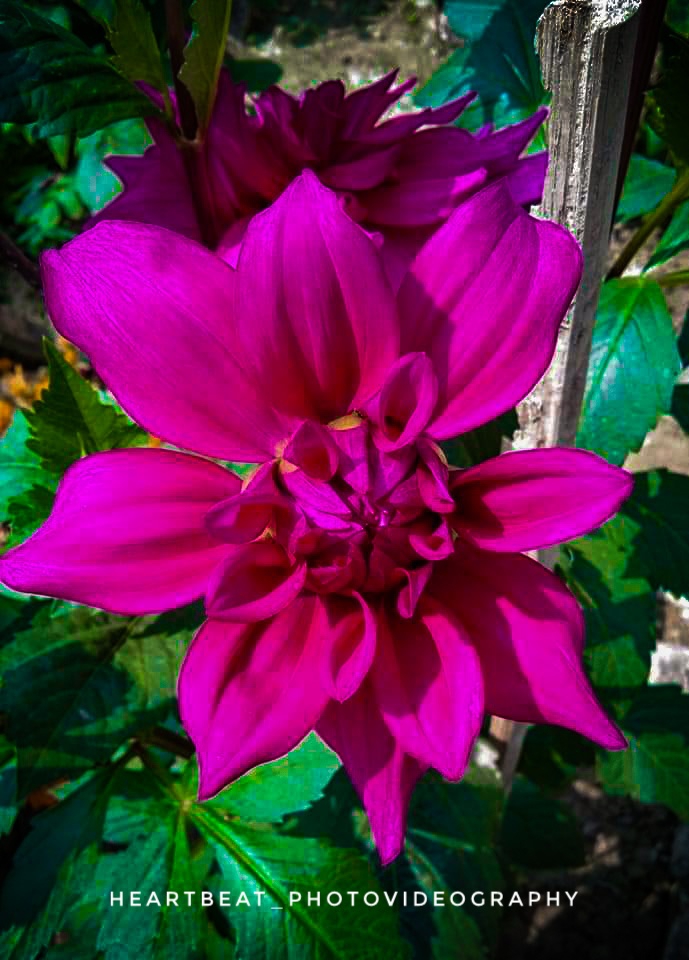 #Flower