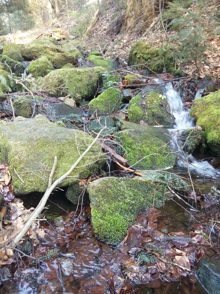 moss