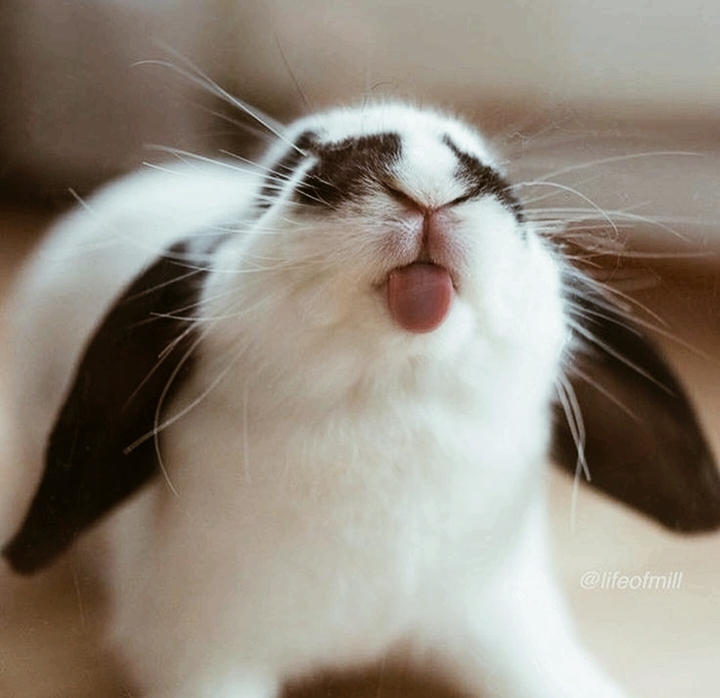 Bunny Be