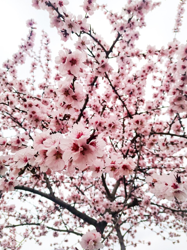 Spring smell