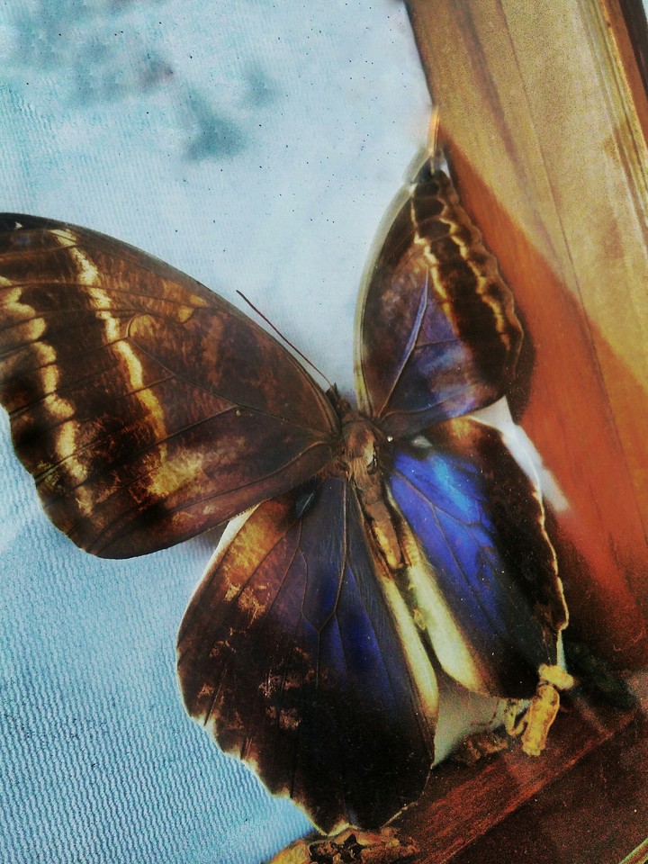 borboleta