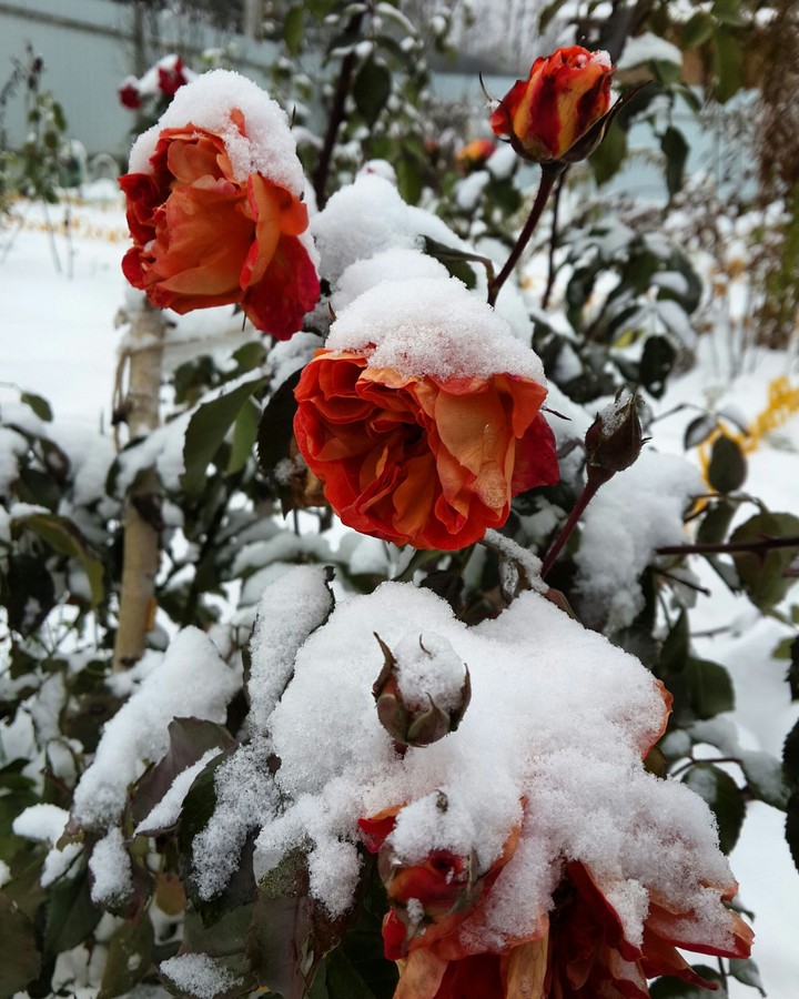 Winter