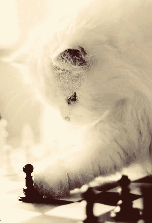 кот