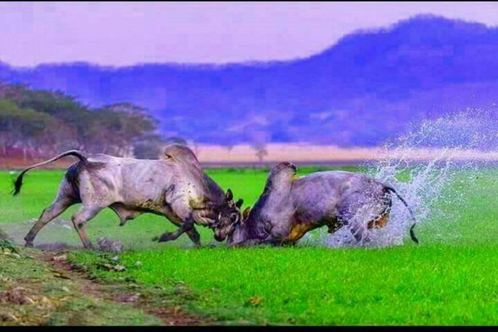 kangeyum bull