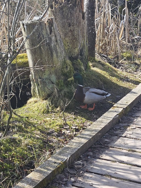 duck, feather duvar kağıtları