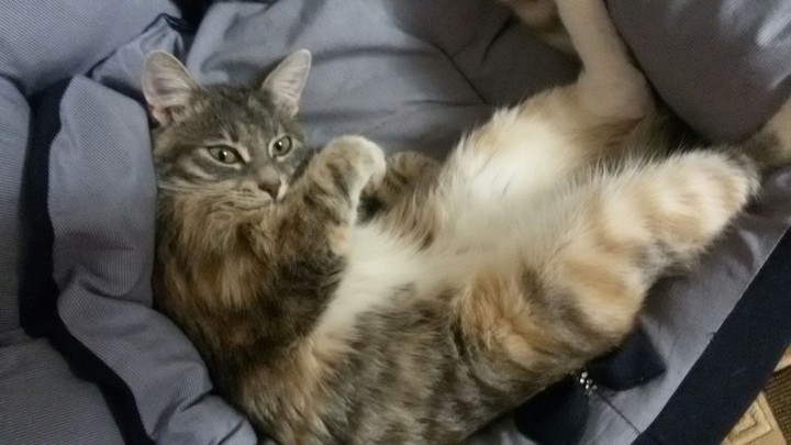 cat