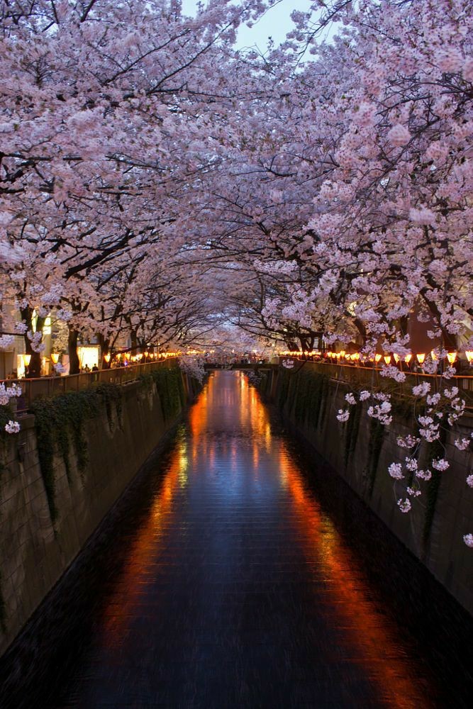 cherryblossoms