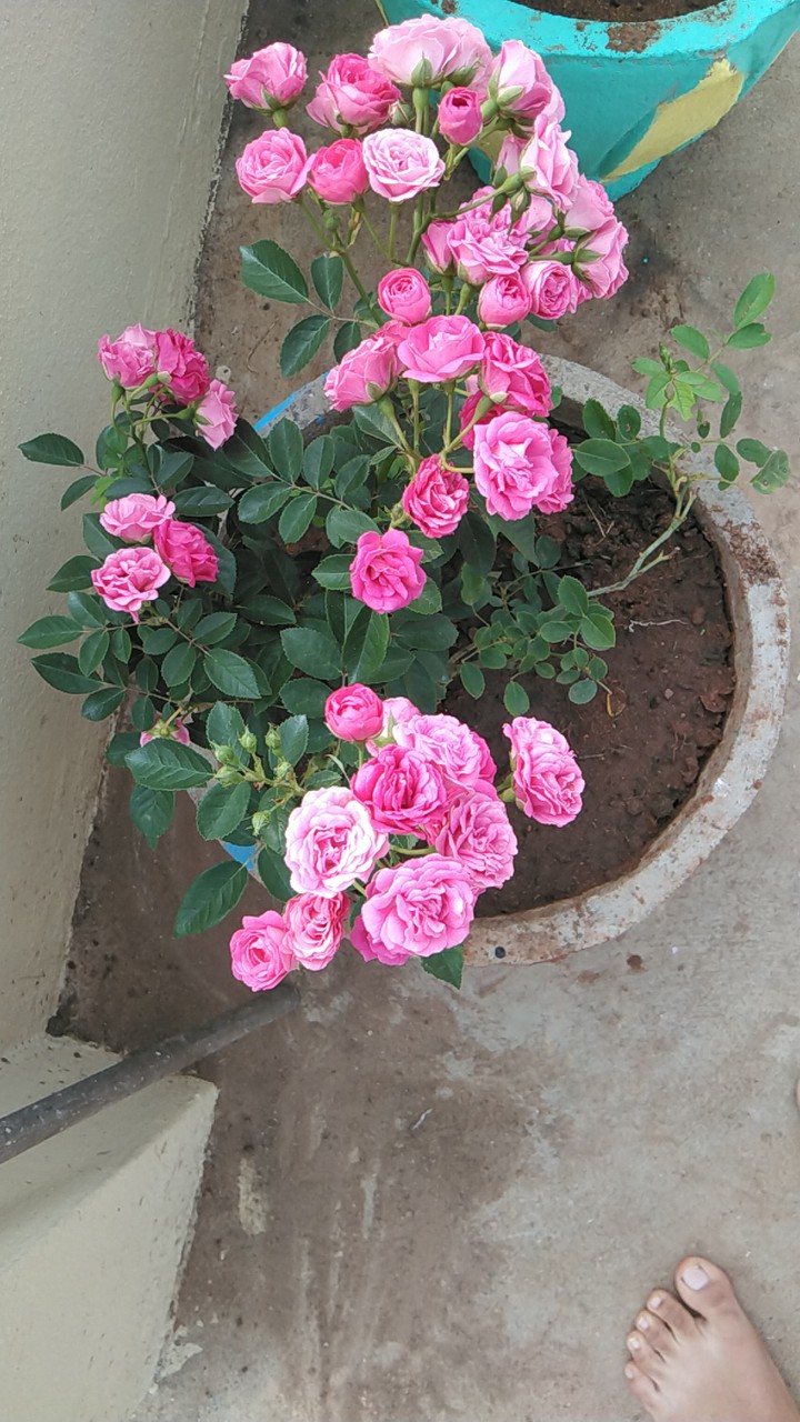 flowers