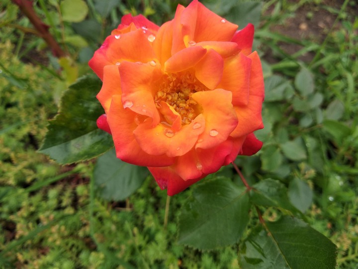 rose after rain