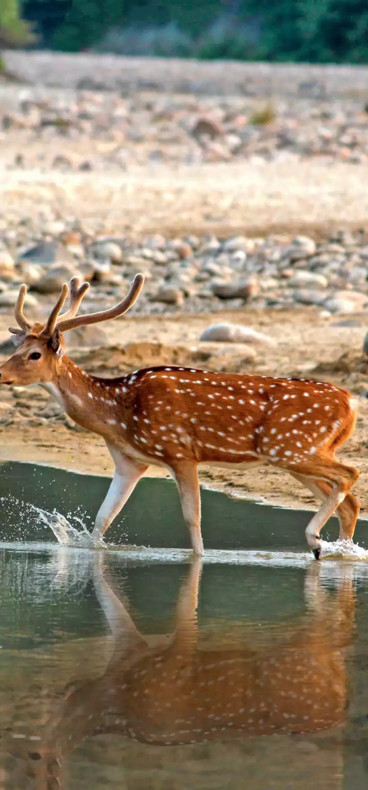 deer