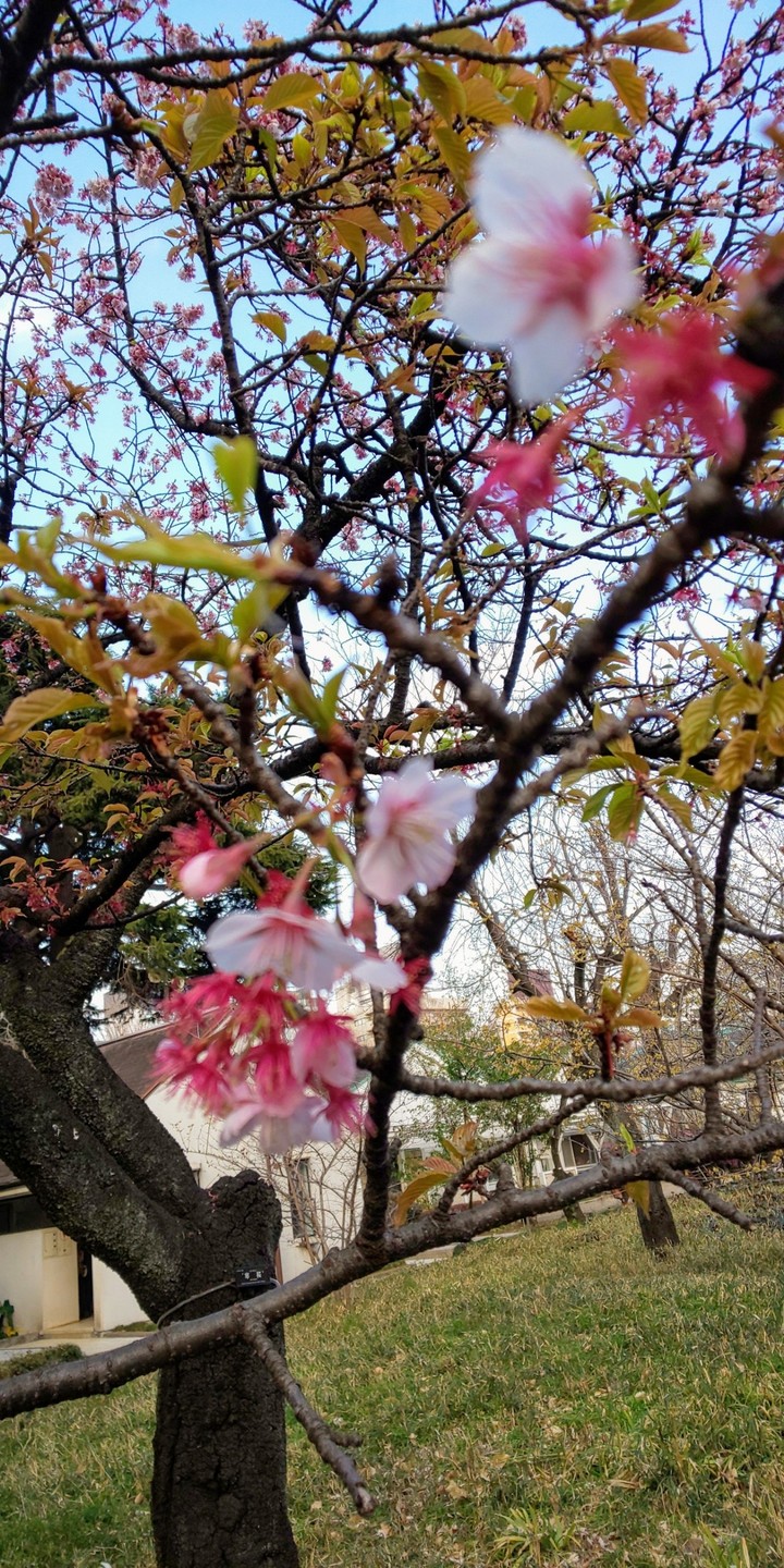 Early Spring