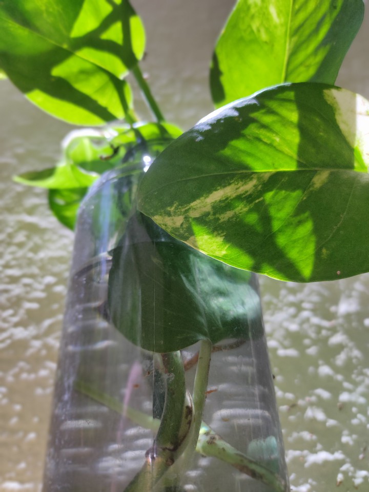 bottle leaves