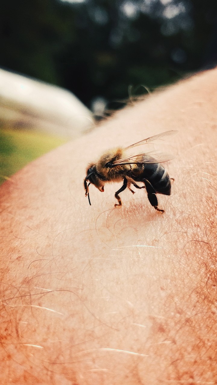 Bewildered Mr Bee