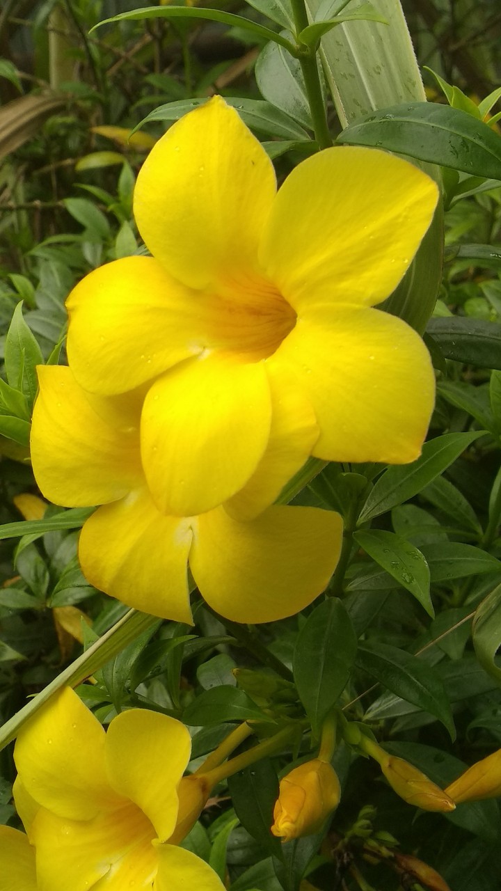 yellow flowers