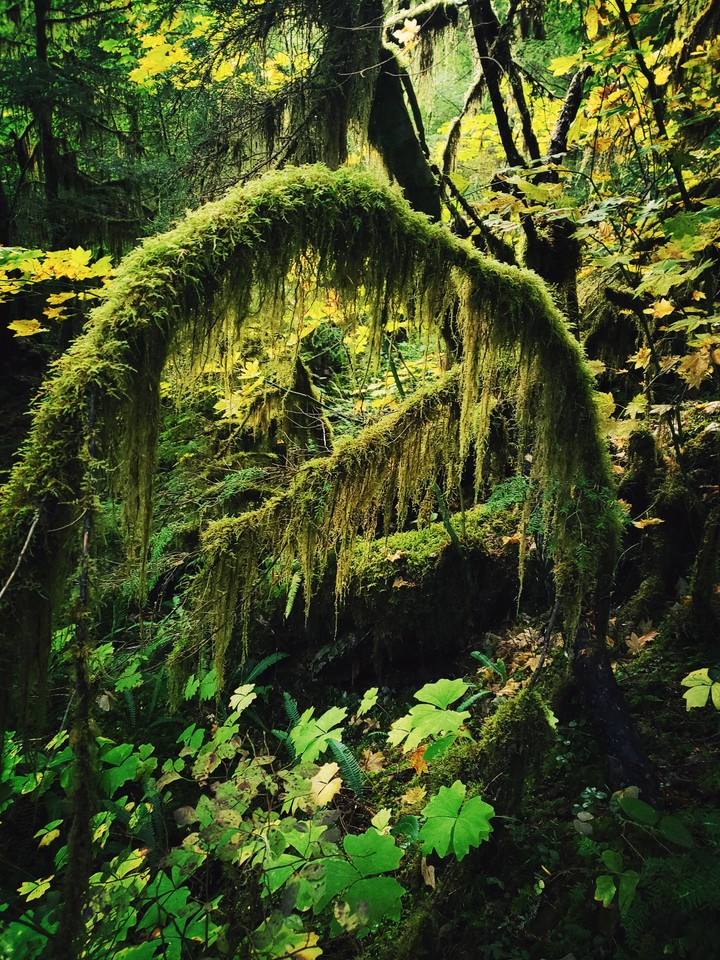 moss