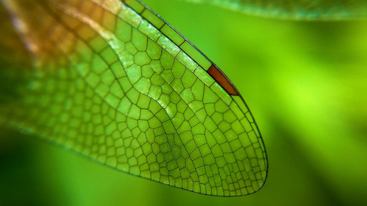 wing of fly