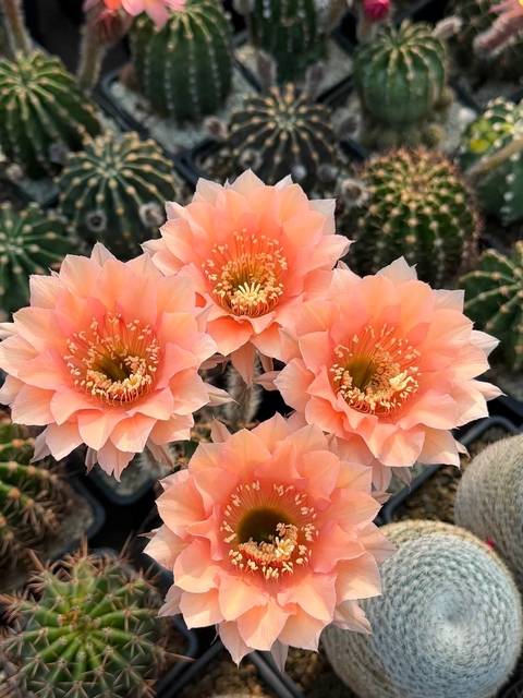 Cactus, Orange Hintergrundbilder