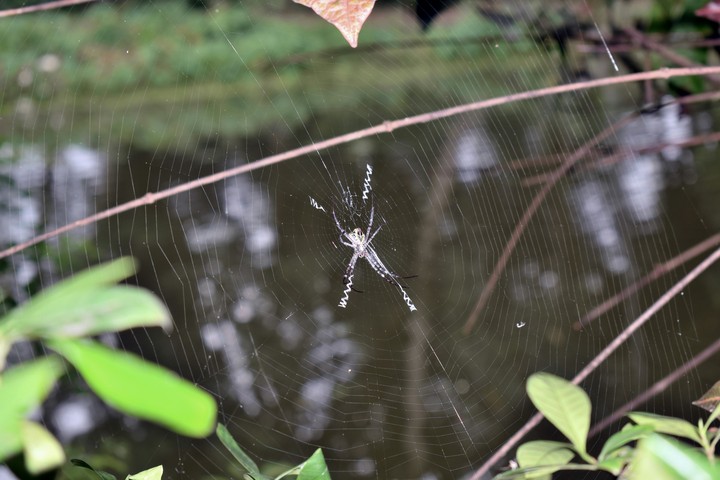 spider in cobweb